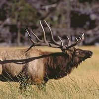 Elk Veiwing Atlanta Michigan